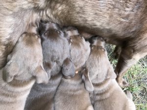 Säugende braune Labrador Welpen