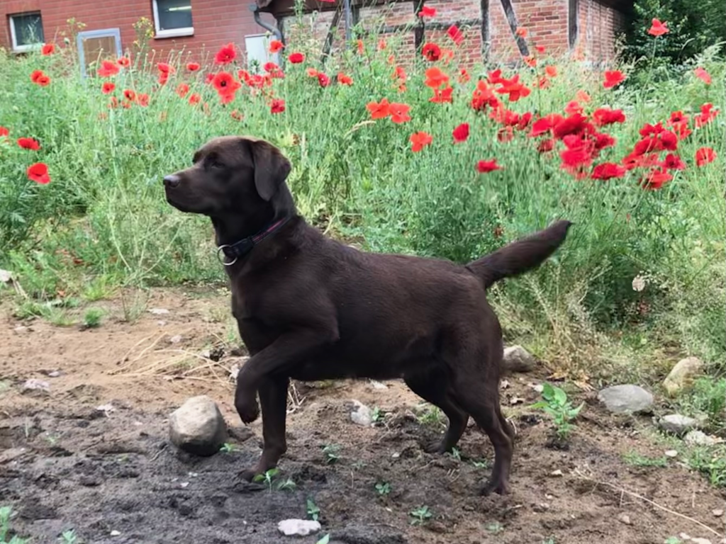 Luxa steht im Mohn vor